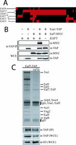 TAP Tag Antibody in Western Blot, Immunoprecipitation (WB, IP)