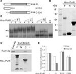 TAP Tag Antibody in Western Blot (WB)
