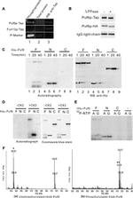 TAP Tag Antibody in Western Blot (WB)