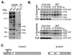 TAP Tag Antibody in Western Blot (WB)