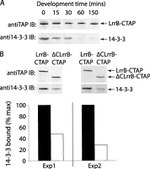 TAP Tag Antibody in Western Blot (WB)