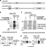 TAP Tag Antibody in Western Blot (WB)