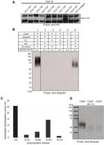 TAP Tag Antibody in Western Blot, Immunoprecipitation (WB, IP)