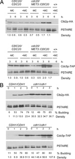 TAP Tag Antibody in Western Blot (WB)