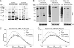 TAP Tag Antibody in Western Blot (WB)