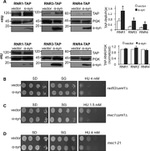 TAP Tag Antibody in Western Blot (WB)