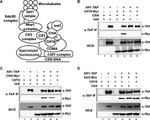 TAP Tag Antibody in Western Blot, Immunoprecipitation (WB, IP)