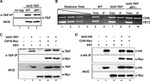 TAP Tag Antibody in Western Blot, Immunoprecipitation, ChIP Assay (WB, IP, ChIP)