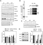 TAP Tag Antibody in Western Blot (WB)