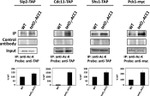 TAP Tag Antibody in Western Blot, Immunoprecipitation (WB, IP)