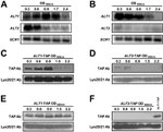TAP Tag Antibody in Western Blot (WB)