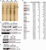 TAP Tag Antibody in Western Blot, Immunoprecipitation (WB, IP)
