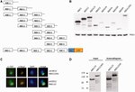TAP Tag Antibody in Western Blot, Immunocytochemistry (WB, ICC/IF)