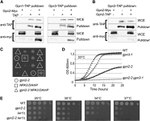TAP Tag Antibody in Western Blot (WB)