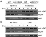 TAP Tag Antibody in Western Blot (WB)