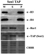 TAP Tag Antibody in Western Blot (WB)