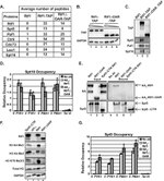 TAP Tag Antibody in Western Blot (WB)