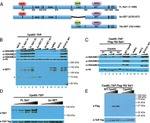 TAP Tag Antibody in Western Blot (WB)