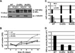 TAP Tag Antibody in Western Blot (WB)