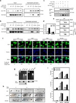 TAP Tag Antibody in Western Blot (WB)