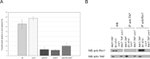 TAP Tag Antibody in Western Blot, Immunoprecipitation (WB, IP)