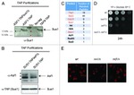 TAP Tag Antibody in Western Blot (WB)