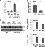 TAP Tag Antibody in Western Blot (WB)