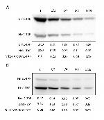 TAP Tag Antibody in Western Blot (WB)