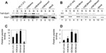 TAP Tag Antibody in Western Blot (WB)