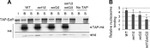 TAP Tag Antibody in Western Blot (WB)