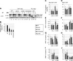 TAP Tag Antibody in Western Blot (WB)