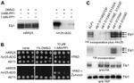 TAP Tag Antibody in Western Blot (WB)