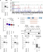 TAP Tag Antibody in Western Blot, Immunoprecipitation (WB, IP)