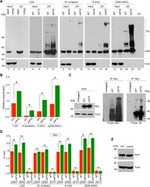 TAP Tag Antibody in Western Blot (WB)