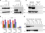 TAP Tag Antibody in Western Blot, ChIP Assay (WB, ChIP)
