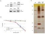 TAP Tag Antibody in Western Blot (WB)