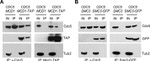 TAP Tag Antibody in Western Blot, Immunoprecipitation (WB, IP)