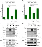 TAP Tag Antibody in Western Blot, Immunoprecipitation, Dot Blot (WB, IP, DB)