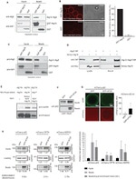 TAP Tag Antibody in Western Blot (WB)