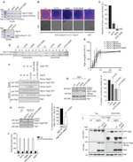 TAP Tag Antibody in Western Blot, Immunoprecipitation (WB, IP)