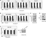 TAP Tag Antibody in Western Blot, ChIP Assay (WB, ChIP)