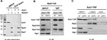 TAP Tag Antibody in Western Blot (WB)