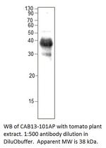 CAB13 Antibody in Western Blot (WB)