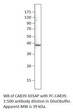 CAB39 Polyclonal Antibody