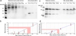 eGFP Antibody in Western Blot (WB)