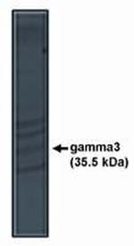 CACNG3 Polyclonal Antibody