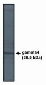 CACNG4 Polyclonal Antibody