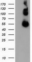 CALCOCO2 Antibody in Western Blot (WB)