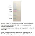 Calpain Polyclonal Antibody