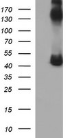 CALR3 Antibody in Western Blot (WB)